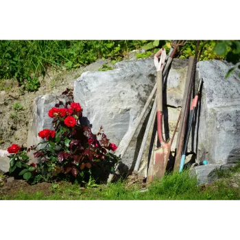 Red Rose Plant